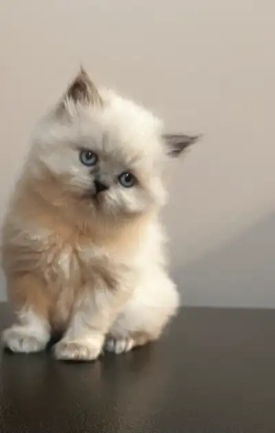 ❤️Chatons himalayen bleu point,vacciné et disponible ❤️, View more