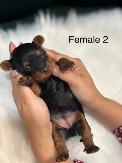 *** Female 1 is reserved *** Beautiful Yorkie puppies ready to go end of May. These puppies will be...