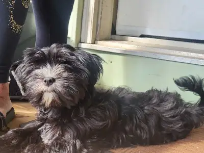 Absolutely, gorgeous, little female'sMorkie puppy, a female., View more
