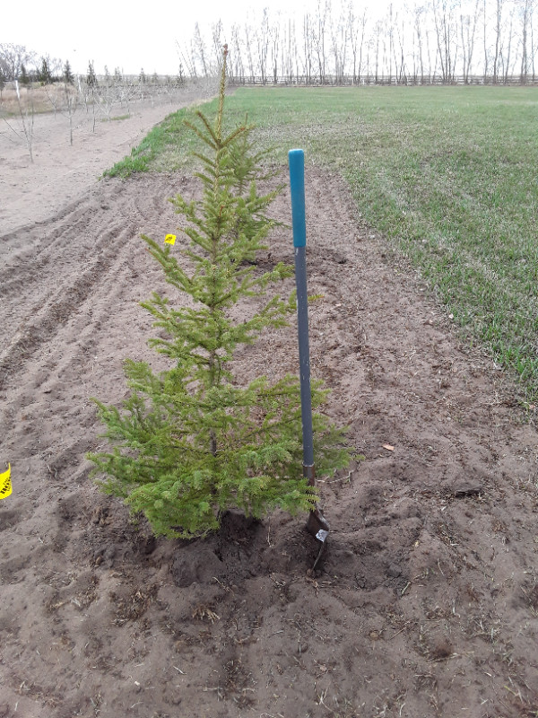 Wild Spruce Trees for Sale dans Plantes, engrais et terreaux  à Ville de Régina - Image 4