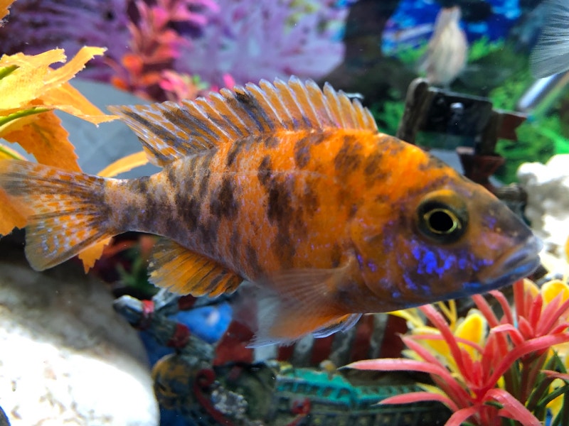 Aulonocara ob marmelade bébé 5 Repentigny 5146077993 Poissons à adopter Laval/Rive Nord