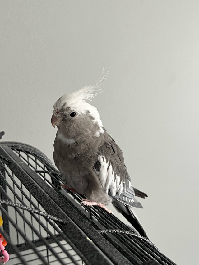 cockatiel couple dans Oiseaux à adopter  à Ville de Montréal