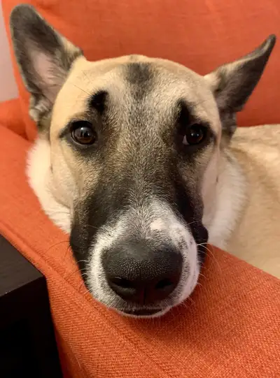 Looking for an experienced new owner for a malinois mix, View more