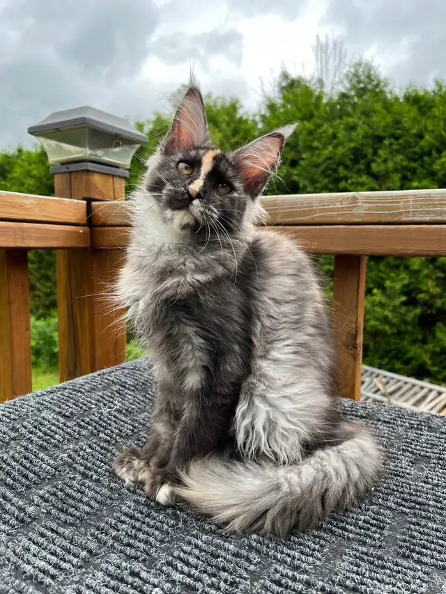 mainecoon in Cats & Kittens for Rehoming in City of Montréal - Image 7