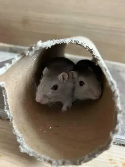 4 Bonded Gerbil Sisters for Adoption , View more