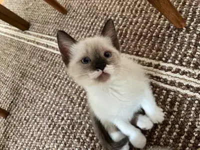 chaton à vendre , View more