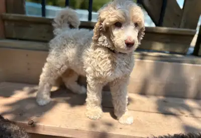 CKC Standard Poodle Puppies, View more