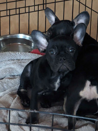 Black and tan French bulldog puppy for sale (fully vaccinated)