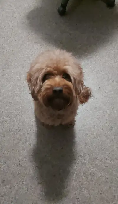 Cockapoo Dog for Rehoming, View more