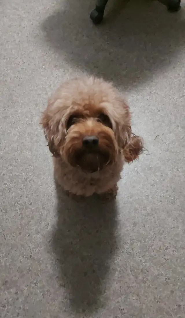 Cockapoo Dog for Rehoming in Dogs & Puppies for Rehoming in Woodstock - Image 2
