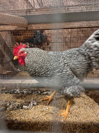 Barred Rock Roosters for sale