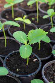 Organic Vegetable seedlings - Various Kinds 