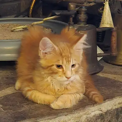 main coon male kittens, View more