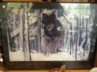Brandenburg Photograph - Lithograph (Timber Wolf)