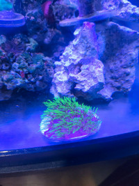 Green star polyp coral