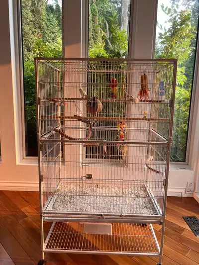 Pet Budgie + cage, View more