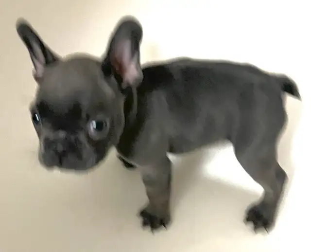 French Bulldogs in Dogs & Puppies for Rehoming in Mississauga / Peel Region - Image 6