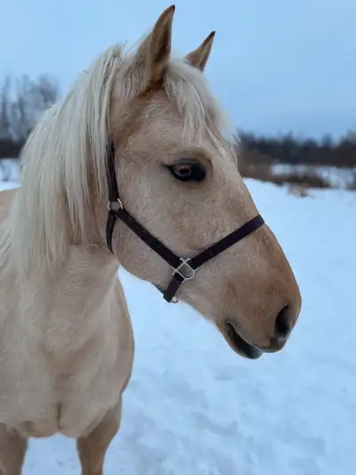 palomino mare for sale , View more