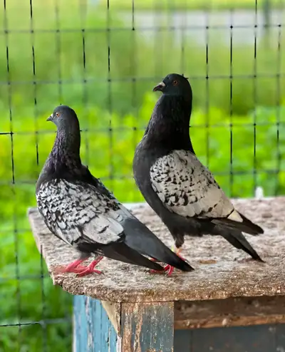 Couple de pigeons., View more