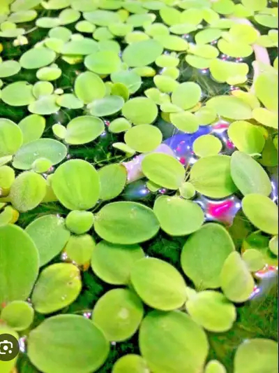 Floating aquarium plants- Water lettuce, View more
