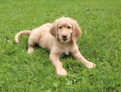 Goldendoodle moyen et standard et aussiedoodle, View more