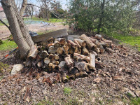 Free firewood 