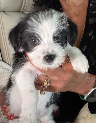 puppies for sale, View more