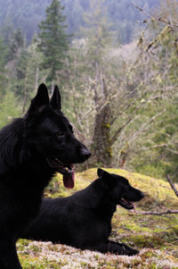 Black German Shepherd pair and puppy