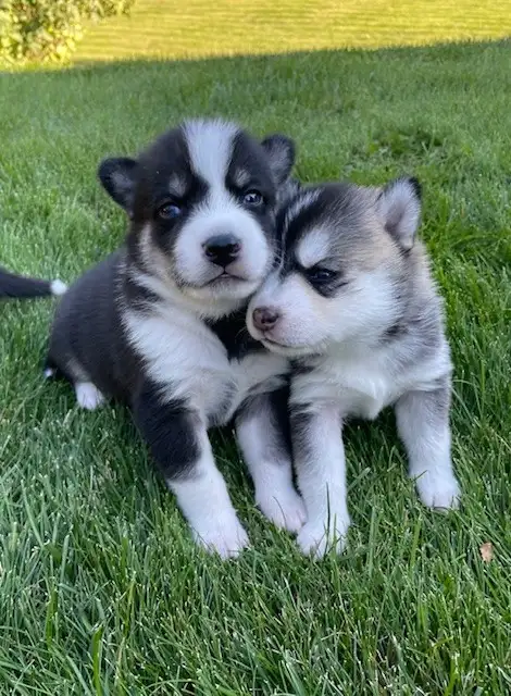 2-F3 Pomsky Puppies | Dogs & Puppies for Rehoming | Calgary | Free ...