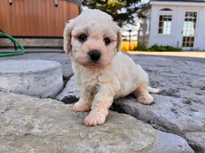 Bichon frise puppy puppies, View more