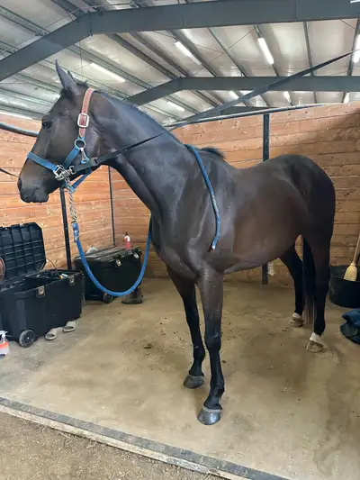 2016 thoroughbred gelding, View more