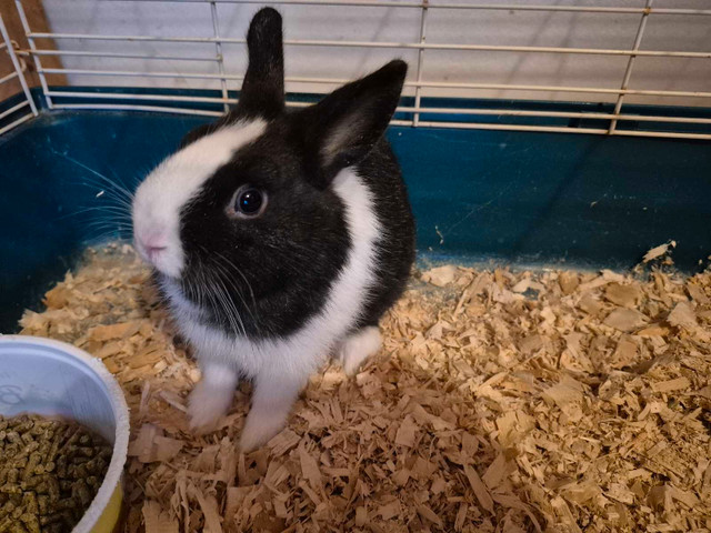 Cute Male Netherland Dwarf Rabbit  comes with cage in Small Animals for Rehoming in St. Catharines - Image 2