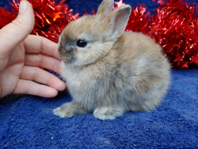 EXTRAORDINARY Netherland dwarf baby bunny rabbits in Small Animals for Rehoming in City of Toronto - Image 4