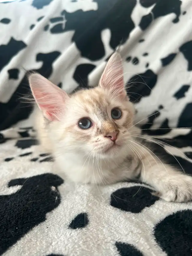 Highland lynx in Cats & Kittens for Rehoming in Québec City - Image 2