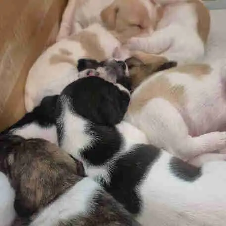 Purebred Jack Russell Terrier Puppies. in Dogs & Puppies for Rehoming in Oakville / Halton Region - Image 2