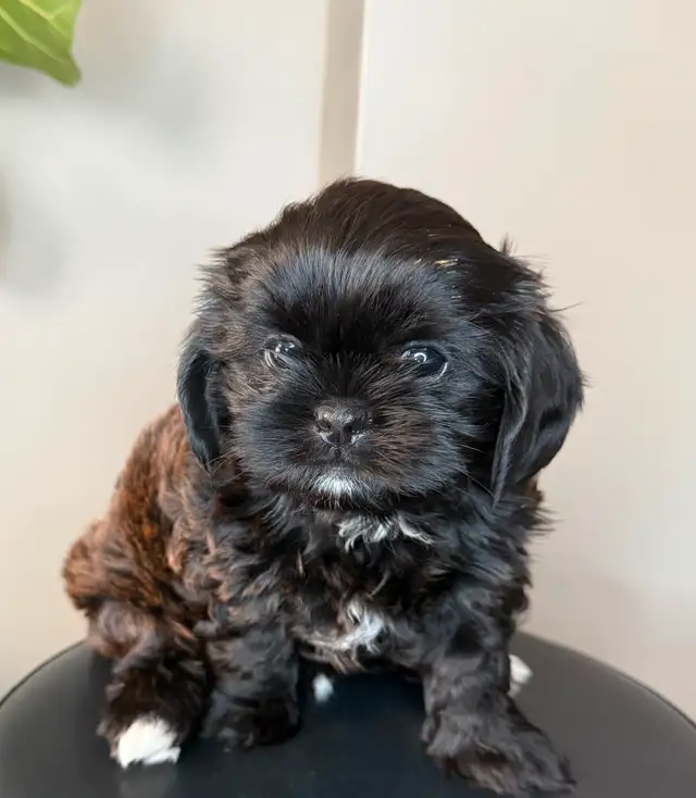 **Adorable Puppies Looking for Their Forever Homes!** in Dogs & Puppies for Rehoming in Ottawa - Image 5
