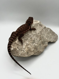 UPDATED BEARDED DRAGONS ON WEBSITE