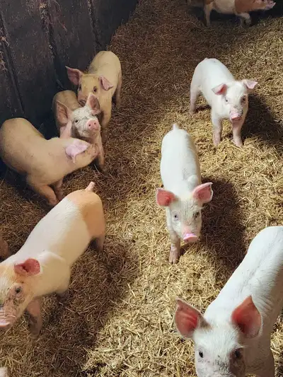 Piglets For Sale, View more