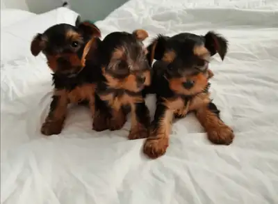 Yorkshirre Terrier, View more