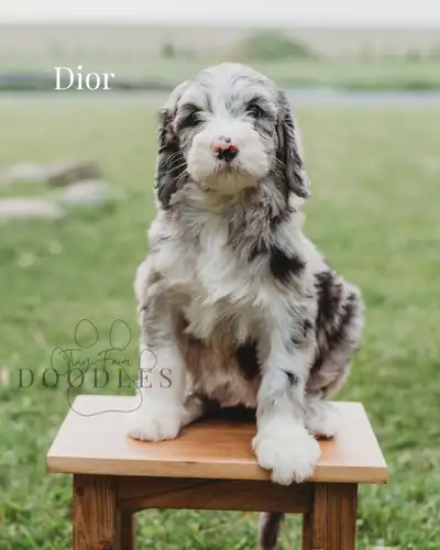 We have a stunning variety of Sheepadoodle puppies ready to go to their forever homes the weekend of...