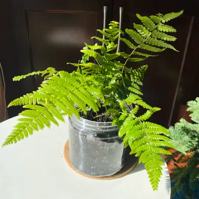 $10 each. This is a fern in good condition, perfect for adding a touch of green to your home or offi...