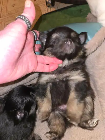 4 POMERANIAN PUPS   READ THE FULL AD TY, View more