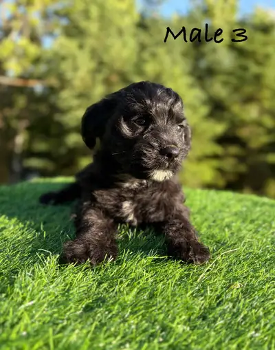 F1b Bichonpoo Puppies (Delivery Available), View more