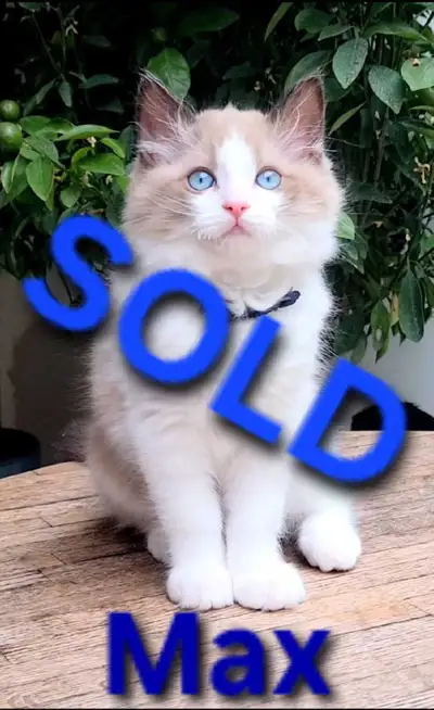 MAX – SEAL BICOLOR CHERUBIM RAGDOLL BOY, View more