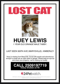 Lost cat—Kimberley, BC (orange and white tabby)