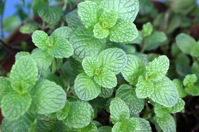 Herbs - mint in Plants, Fertilizer & Soil in Kingston