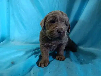Beautiful Purebred Newfoundland Puppies Health Tested, View more