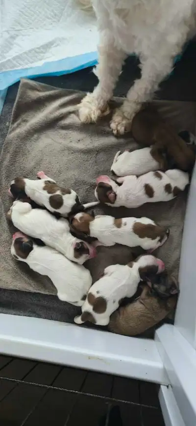 9 beautiful puppys 2 boys 7 girls (new pics up., View more