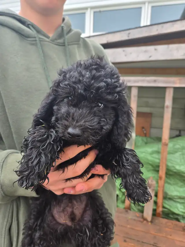 Purebred male pup in Dogs & Puppies for Rehoming in Stratford - Image 5