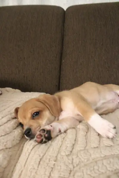 Puppies for Sale (8 Weeks Old), View more
